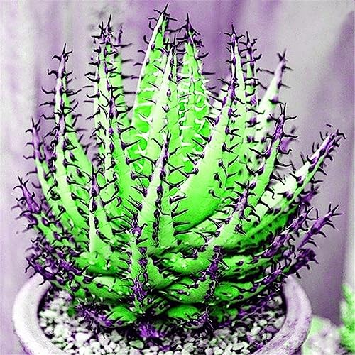 Rotyroya 100 Stück seltene Aloe-Vera-Samen, saftige Anti-Strahlungs-Hausgarten-Bonsai-Pflanze Grün von Rotyroya
