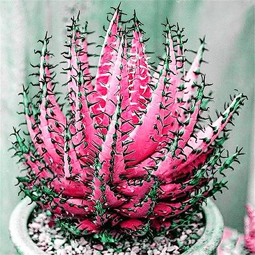 Rotyroya 100 Stück seltene Aloe-Vera-Samen, saftige Anti-Strahlungs-Hausgarten-Bonsai-Pflanze Rosenrot von Rotyroya