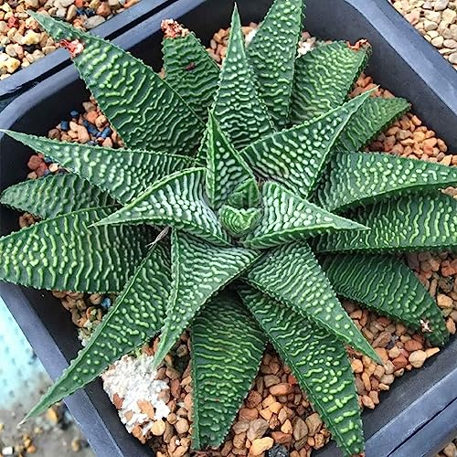 Rotyroya 100 Stück seltene Aloe Vera Sukkulentensamen, mehrjährige Anti-Strahlungs-Hausgarten-Samen 7# Aloe-Vera-Samen von Rotyroya