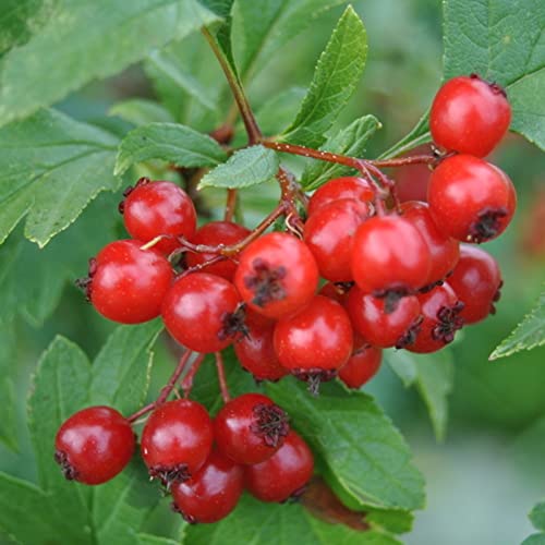 Rotyroya 100 Teile/Beutel Cranberry-Samen, Feuchtigkeitsbedarf, faserreiche Pflanzen, Cranberry-Samen für den Garten Cranberry-Samen von Rotyroya