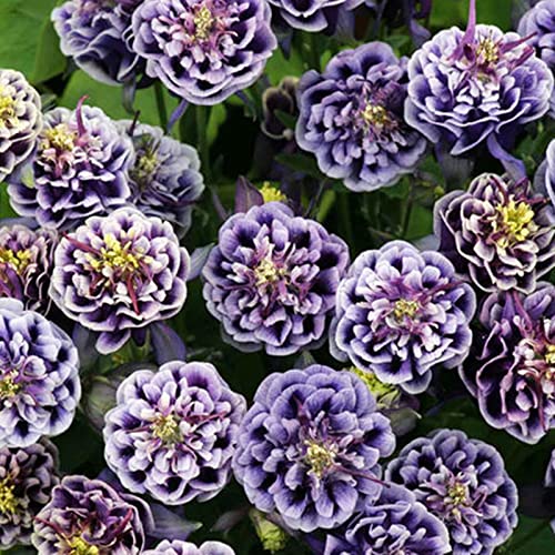 Rotyroya 100 Teile/Beutel Gartensamen Jährliche gute Ernte Lila Bonsai Garten Papaver Rhoeas Samen für den Hausgarten Violett Mais Mohn von Rotyroya