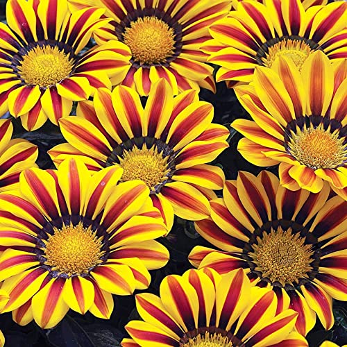 Rotyroya 100 Teile/Beutel Gazania Rigens Samen, voller Vitalität, hohe Keimung, produktive Bonsai, dekorativer Schatz, Blumensamen zum Pflanzen Mehrfarbig von Rotyroya