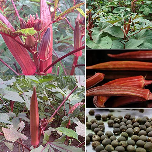 Rotyroya 100 Teile/Beutel Rote Okra-Samen, knusprige fruchtbare mehrjährige Abelmoschus-Gemüsesamen für den Bauernhof Rote Okra-Samen von Rotyroya