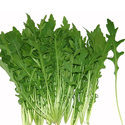 Rotyroya 1000 Stück Rucola-Samen, köstliche Gemüse-Bonsai-Hausgarten-Hinterhof-Dachpflanze Rucola-Samen von Rotyroya