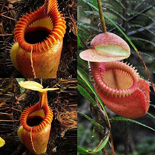 Rotyroya 120 Stück Nepenthes-Samen, Gartenbalkondach-Bonsai fleischfressende Kannenpflanzen Nepenthes-Samen von Rotyroya