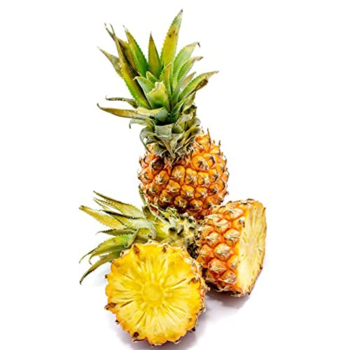 Rotyroya 20 Stück/Beutel Ananassamen, nicht gentechnisch veränderte mehrjährige Ananas Comosus-Fruchtsämlinge für den Bauernhof Ananas Comosus-Samen von Rotyroya