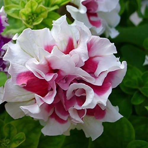 Rotyroya 20 Stück/Beutel Petunia Hybrida-Samen, 4224921031 Dürretolerante mehrfarbige Blumensamen der Wave-Serie für den Garten weiß Rot Petunia Hybrida-Samen von Rotyroya