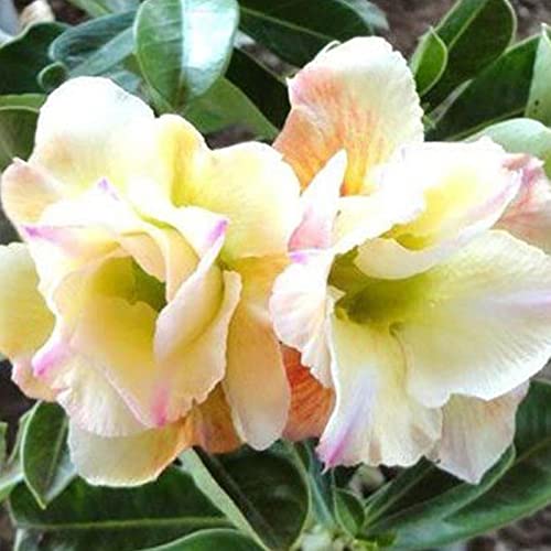 Rotyroya 20 Stück/Beutel Wüstenrose Samen süß einfach zu pflanzen bunte Adenium Obesum Wüstenrose Samen für Bürogarten 4 Samen der Wüstenrose von Rotyroya