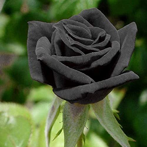 Rotyroya 20 Teile/Beutel Rosensamen Dürretolerante seltene Blumen schwarz blühende Pflanzen Gartensetzlinge für Bürogarten Schwarz von Rotyroya