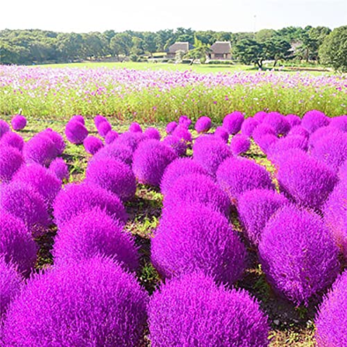 Rotyroya 200 Stück/Beutel Kochia Scoparia Seeds Natürliche multifunktionale dekorative ästhetische Pflanzensamen für den Hofgarten Violett Kochia Scoparia von Rotyroya