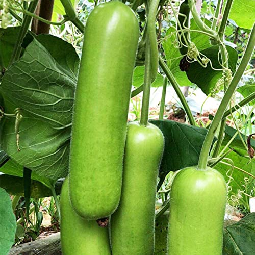 Rotyroya 200 Stück/Beutel Lagenaria Siceraria-Samen, essbare, nahrhafte, fettarme Gemüsesamen für den Balkon Grün von Rotyroya