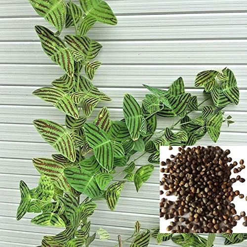 Rotyroya 200 Stück/Beutel Obcordata-Samen, Wasser benötigt offenbestäubendes Grün, leicht zu überlebende Gartensamen für den Garten Grün von Rotyroya