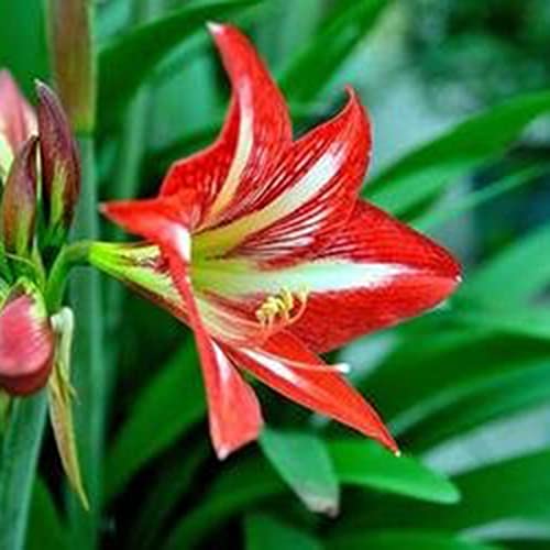 Rotyroya 200 Stück Blumensamen, produktive, gentechnikfreie, frische, natürliche, gemischte Amaryllis-Samen, Gartenzubehör Rot von Rotyroya