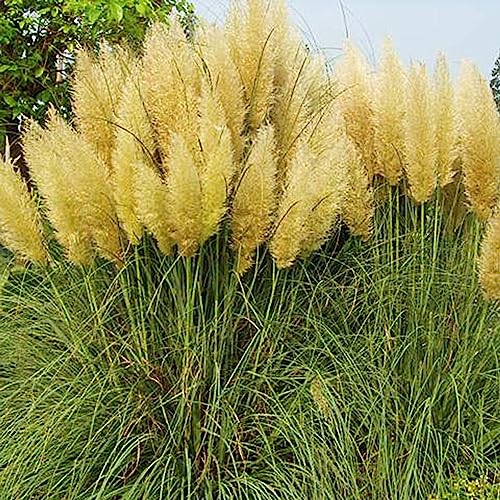 Rotyroya 200 Stück Cortaderia Selloana-Samen, Pampasgras, Garten-Zierpflanze, Heimdekoration Gelb Cortaderia Selloana-Samen von Rotyroya