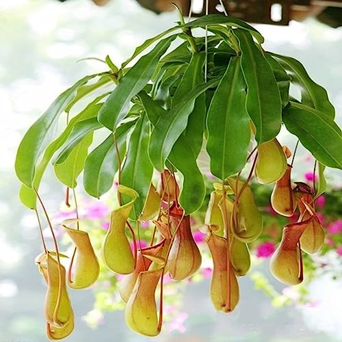 Rotyroya 200 Stück Nepenthes-Samen, Garten-Balkon-Terrasse-Topf-Bonsai-fleischfressende Pflanzen Nepenthes-Samen von Rotyroya