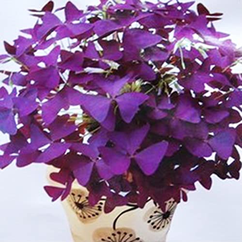 Rotyroya 200 Stück Pflanzensamen, verklumpende, gentechnikfreie, lebendige, natürliche lila Oxalis-Samen, Gartenzubehör Violett von Rotyroya