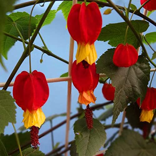 Rotyroya 25 Teile/Beutel Tränendes Herz Blumensamen, Herzform Blatt Sonnenschein Benötigt Non GMO Garten Tränendes Herz Blumensämlinge für Bonsai Abutilon megapotamicum Samen von Rotyroya