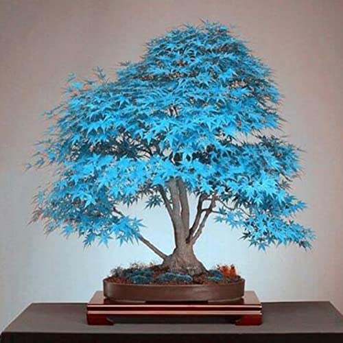 Rotyroya 30 Stück Ahornbaum-Samen, Pflanzen in leuchtenden Farben, einfach zu züchten, für Zuhause, Garten, Bonsai-Dekoration Hellblau von Rotyroya