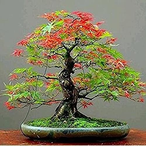 Rotyroya 30 Stück Ahornbaum-Samen, Pflanzen in leuchtenden Farben, einfach zu züchten, für Zuhause, Garten, Bonsai-Dekoration Mehrfarbig von Rotyroya