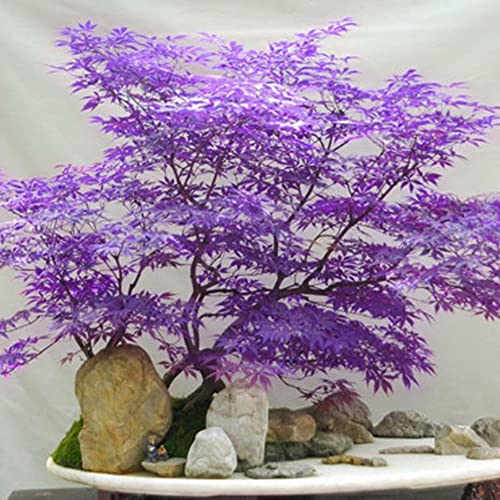 Rotyroya 30 Stück Ahornbaum-Samen, Pflanzen in leuchtenden Farben, einfach zu züchten, für Zuhause, Garten, Bonsai-Dekoration Violett von Rotyroya