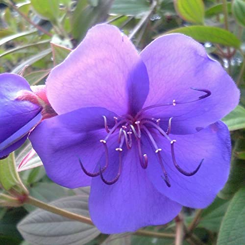 Rotyroya 30 Teile/Beutel Tibouchina Urvilleana-Samen, wassersparende gute Ernte umweltfreundliche Prinzessin Bonsai-Pflanzensetzlinge für Balkon Samen von Rotyroya