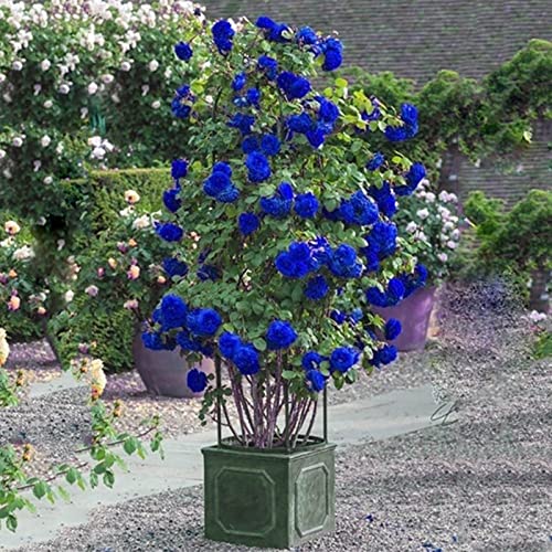 Rotyroya 300 Stück/Beutel Wildrose Samen immergrüne Heilkräuter blau Bonsai Garten Multiflora Samen für Hausgarten Kletterrosensamen von Rotyroya