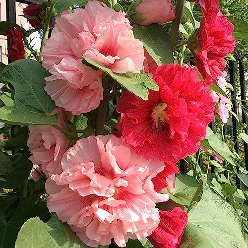 Rotyroya 50 Stück/Beutel Blumensamen, einfach zu pflanzen, mittlere Bewässerung, gemischte Farben, Stockrose-Samen, Pflanzwerkzeug für Balkon Saatgut von Rotyroya