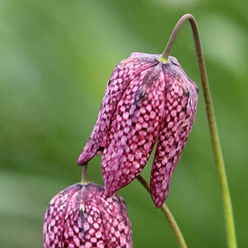 Rotyroya 50 Stück/Beutel Blumensamen, tropische, gentechnikfreie, attraktive blühende Fritillaria Maximowiczii-Samen zum Pflanzen Samen von Rotyroya