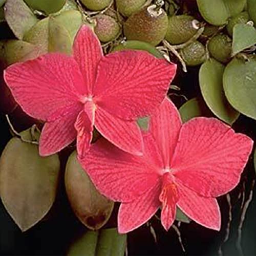 Rotyroya 50 Stück/Beutel Cattleya Hybrida-Samen, duftende, hoch keimende, gut angepasste rote Orchideen-Zierpflanzen für die Terrasse Samen von Rotyroya