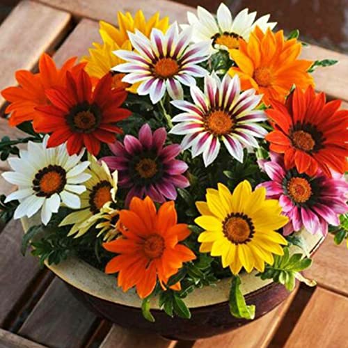 Rotyroya 50 Stück/Beutel Gazania Rigens Samen, mehrfarbiger, dürrebeständiger Sonnenschein, bevorzugen starke Vitalität, Blumensamen für den Garten Gazania Rigens Samen von Rotyroya