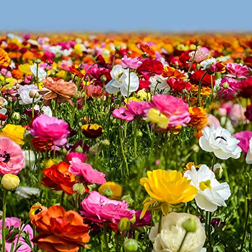 Rotyroya 50 Stück/Beutel Natürliche Ranunkeln-Samen, voller Vitalität, einfache Pflanze, bunte Blumensamen für den Balkon Samen von Rotyroya