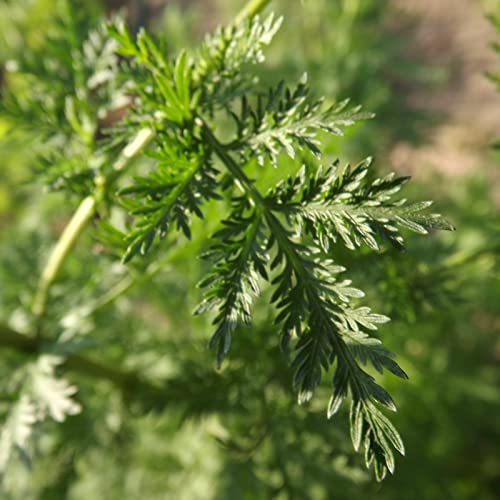 Rotyroya 50 Stück/Beutel Samen, umweltfreundliche, hitzebeständige, frische Artemisia Annua Pflanzensamen für Zuhause Samen von Rotyroya