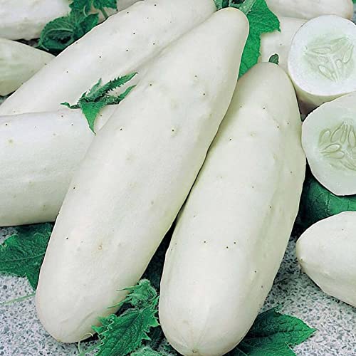Rotyroya 50 Stück/Beutel Samen, umweltfreundliche trockenheitsresistente frische weiße Gurkensamen für Manor Gurke von Rotyroya