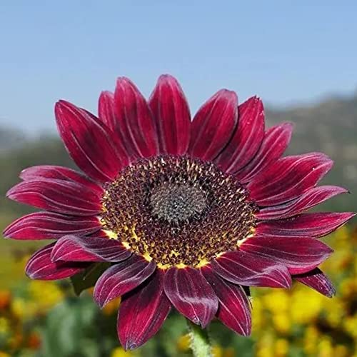 Rotyroya 50 Stück/Beutel Sonnenblumenkerne, immergrüne, schnell wachsende, hohe Keimung, pflanzen leicht Helianthus-Samen für den Garten Violett von Rotyroya