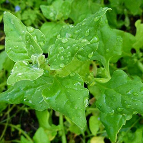 Rotyroya 50 Stück/Beutel Tetragonia Tetragonioides-Samen, natürliche essbare gesunde jährliche neuseeländische Spinat-Gemüsesämlinge für Parterre Samen von Rotyroya