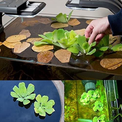 Rotyroya 50 Stück Dichondra Pistia Samen Pflanzensamen, Gartenteich Pflanze Pool Aquarium Tank Dekor Pistia-Samen von Rotyroya