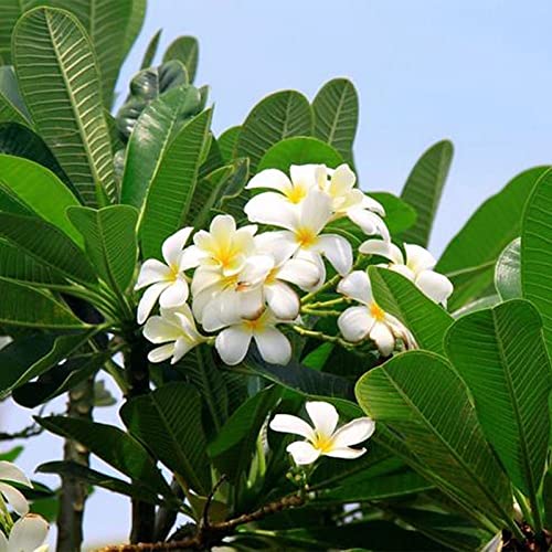 Rotyroya 50 Stück Frangipani-Samen, starke Vitalität, Landschaftsbau, sicheres, schnelles Wachstum, Topfblumensamen, Gartenzubehör Weiß von Rotyroya