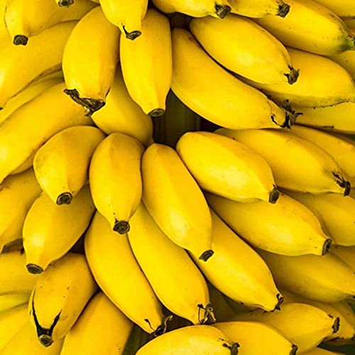 Rotyroya 50 Stück Pflanzensamen, Zwerg-Bananenbaum-Samen, Mini-Bonsai-Frucht, Hausgarten, Büro, Pflanzendekoration Bananensamen von Rotyroya