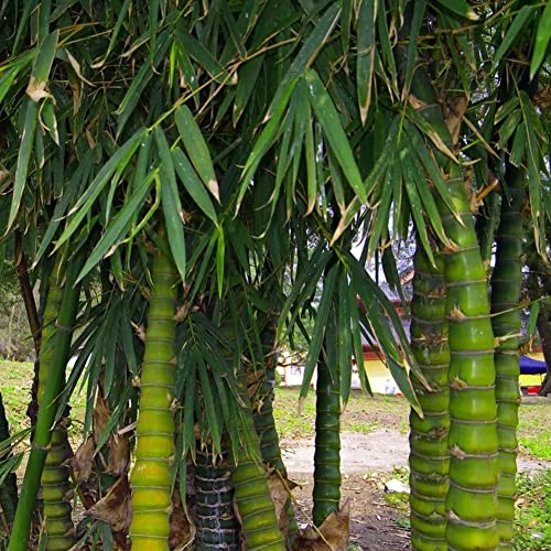 Rotyroya 50 Stück Pflanzensamen, seltene Bambusa Ventricosa-Samen, Buddha-Bauch-Bambus-Hausgartenpflanzen Bambusa Ventricosa Samen von Rotyroya
