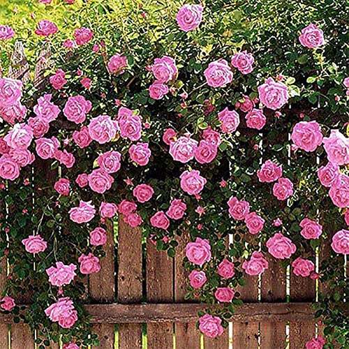 Rotyroya 50 Stück Pflanzensamen Rosa Multiflora Samen Garten Hof Zaun Klettern Rose Blume Pflanze Dekor Rosa von Rotyroya