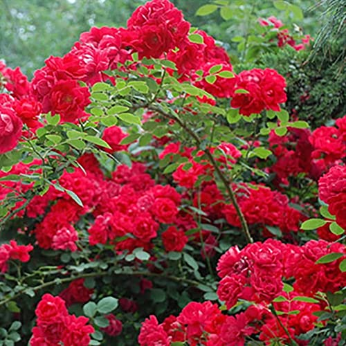 Rotyroya 50 Stück Pflanzensamen Rosa Multiflora Samen Garten Hof Zaun Klettern Rose Blume Pflanze Dekor Rot von Rotyroya
