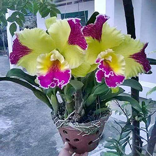 Rotyroya 50 Stück Phalaenopsis-Samen, Blumenpflanze, Heimbüro, Ornament, Garten, Bonsai-Dekor Phalaenopsis-Samen von Rotyroya