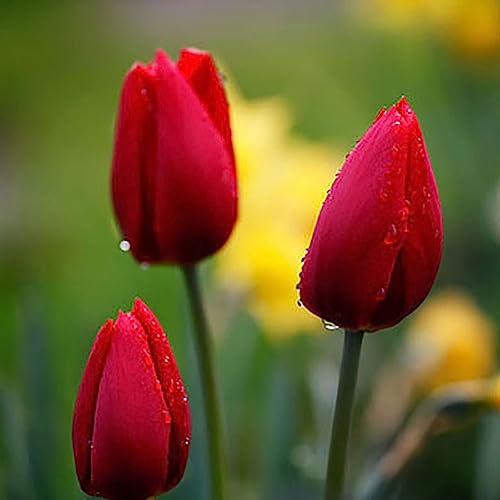 Rotyroya 50 Stück Tulpenzwiebeln, Blumensamen, Garten, Hof, wachsend, DIY, Zuhause, Bonsai, Pflanzendekoration Rot von Rotyroya