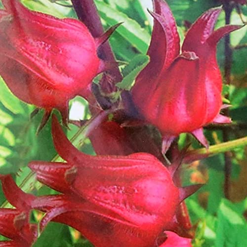 Rotyroya 50 Stück rote Roselle-Samen, hohe Keimung, verschönernde, wetterbeständige Hibiskus-Sabdariffa-Samen für die Gartenarbeit für Parterre Rot von Rotyroya