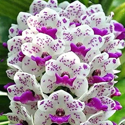 Rotyroya 50 Teile/Beutel Phalaenopsis-Samen, Orchideen-Landschaftsbau-Ornamente, gemischte Farben, Blumenpflanzen, Setzlinge für den Garten Phalaenopsis-Samen von Rotyroya