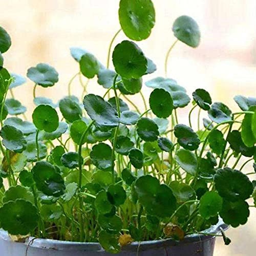 Rotyroya 50 Teile/Beutel Pistia-Samen, die kältebeständige grüne Wasserhyazinthe-Samen für den Hausgarten schwimmen Dichondra-Samen von Rotyroya
