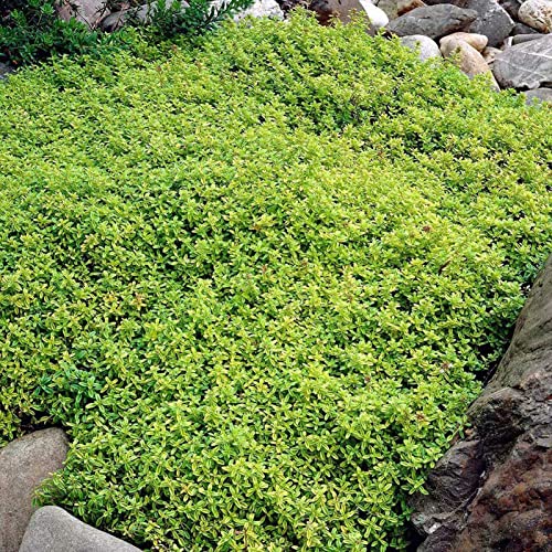 Rotyroya 500 Stück/Beutel Rock Cress Seeds, einfach zu züchtende Bodendecker-Blume, mehrfarbige Grünland-Pflanzensamen für Rasen Grün von Rotyroya