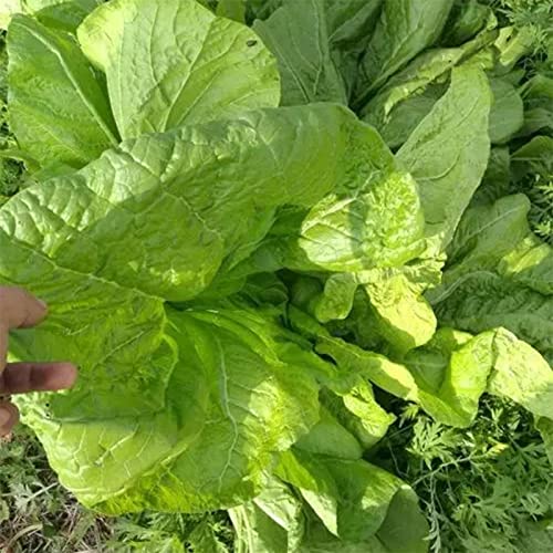 Rotyroya 500 Stück Gemüsesamen, produktive Nicht-Pestizide, frische, natürliche Mini-Senfsamen, landwirtschaftliches Zubehör Grün von Rotyroya