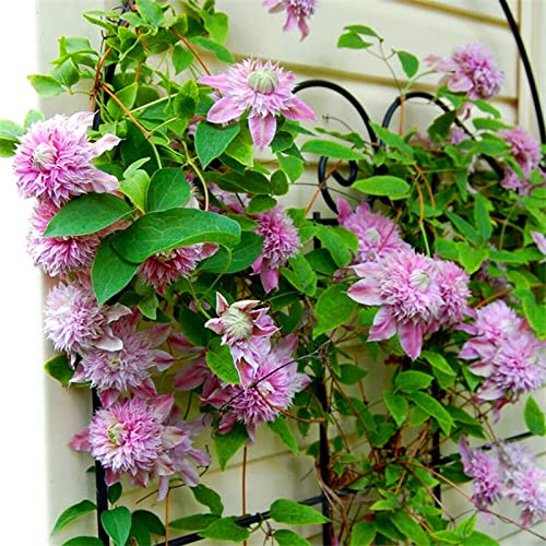 Rotyroya 500 Teile/Beutel Clematis-Samen, mehrjährige, lebendige, frische Bonsai-Garten-Kletterrose-Samen für den Hausgarten Rosensamen von Rotyroya