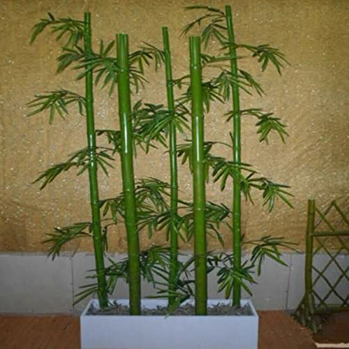 Rotyroya 60 Stück/Beutel grüne Samen natürliche frische Samen grüne Poaceae-Samen für den Garten Moos-Bambus-Samen von Rotyroya